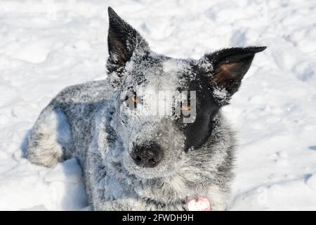 Texas Heeler Hund mit Schnee bedeckt, nachdem er hart darin gespielt hatte; Blick auf den Zuschauer Stockfoto