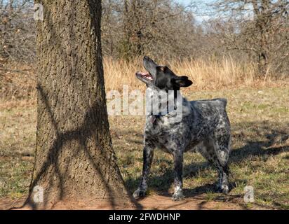 Schwarz-weiß gefleckte Hündin, die unter einem Baum steht und scharf aufschaut Stockfoto