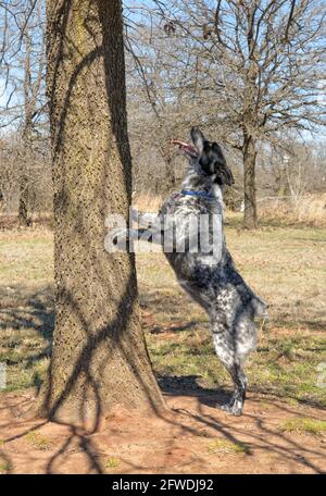 Der Texas Heeler Hund steht auf zwei Füßen gegen einen Baum und schaut nach oben Stockfoto