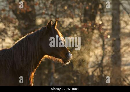 Dunkles arabisches Pferd an einem frühen Wintermorgen, mit Sonnenaufgang, der seine Kontur und seinen dampfenden Atem erhellt Stockfoto
