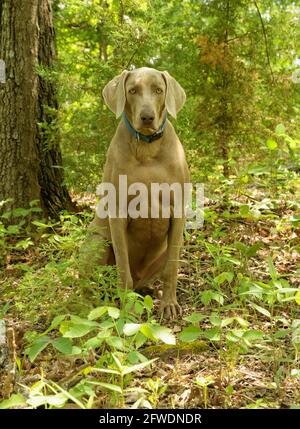 Ein hübscher Weimaraner-Hund, der im Schatten der Bäume im Wald sitzt und den Betrachter freundlich anschaut Stockfoto