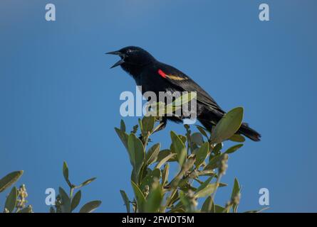 Rotflügeliger Amsel sitzt auf der Baumspitze und zwitschert und ruft in der Nähe von Amseln. Der Red Winged Black Bird ist bekannt für seinen rot-gelb getippten Flügel Stockfoto