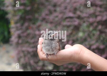 Nahaufnahme eines grauen und schwarzen Babyvogels Auf einer Hand mit unscharfem Hintergrund Stockfoto