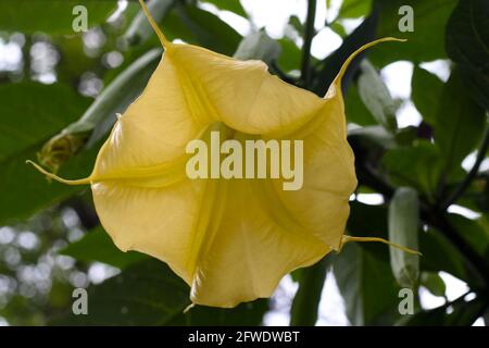 Brugmansia aurea - Trompetenblumen des Goldenen Engels Stockfoto