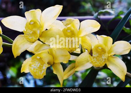 Gelb gefärbtes Cymbidium , allgemein bekannt als Boot-Orchidee Stockfoto