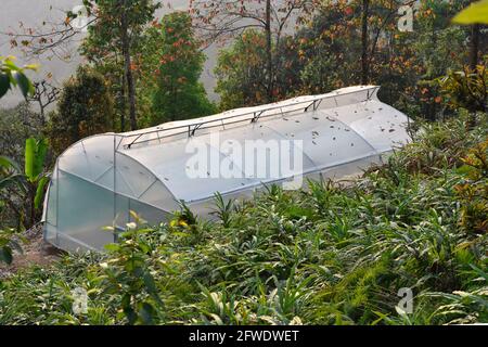 Draufsicht, Gewächshaus-Struktur, mit Wänden und Dach aus transparentem Kunststoff, bieten Pflanzen regulierte klimatische Bedingungen. Stockfoto