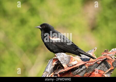Rotflügeliger Amsel, (Agelaius phoeniceus), Männlich, Bird, Stockfoto