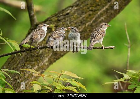 Vier Haussperlinge (Passer domesticus), Vögel Stockfoto