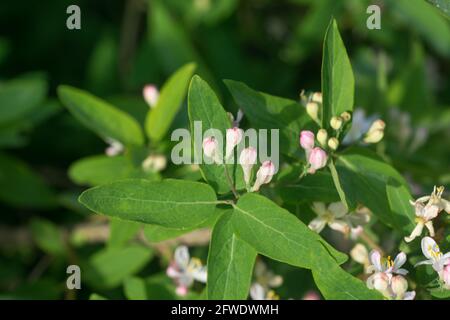 Lonicera xylosteum, Fliege Geißbauch weiße Blumen Nahaufnahme selektiver Fokus Stockfoto