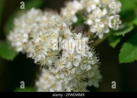 Sorbus aucuparia, Eberesche, Gebirgsasche, weiße Frühlingsknospen und Blumen Nahaufnahme selektiver Fokus Stockfoto