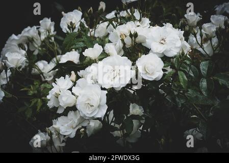 Weiße Rosen, die im niedrigen Abendlicht im Garten leuchten Stockfoto