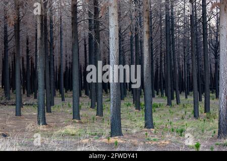 Verbrannter Wald mit neuen Sprossen auf Kangaroo Island South Australien am 9. Mai 2021 Stockfoto