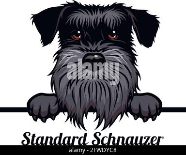 Standard Schnauzer - Hunderasse. Farbbild eines Hundekopfes isoliert auf weißem Hintergrund - Vektorstock Stock Vektor