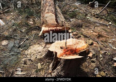 Im Kiefernwald wurden Baumstümpfe und Bäume in Thailand abgeschlagen Stockfoto