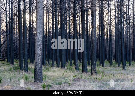 Verbrannter Wald mit neuen Sprossen auf Kangaroo Island South Australien am 9. Mai 2021 Stockfoto