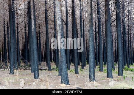 Verbrannter Wald mit neuen Sprossen auf Kangaroo Island South Australien am 9. Mai 2021 Stockfoto