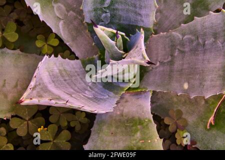 Nahfokus eines Pita-Kaktus, Agave. Stockfoto