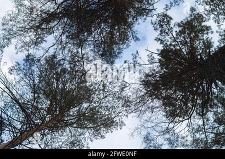 Baumkronen und Blätter gegen den blauen Himmel. Abstrakter Hintergrund Konzept neutrale Natur. Ort für Ihren Text. Stockfoto