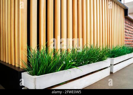Vegetation, grünes Gras mit Pflanzenblättern isoliert auf einem Hintergrund von Holzstäben. Moderne Einrichtung Stockfoto