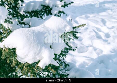 Schnee auf Kiefernästen, kalter Winter Weihnachten Weihnachtszeit Schneeflocken Textur auf dem Hintergrund von immergrünen Kiefernästen. Stockfoto