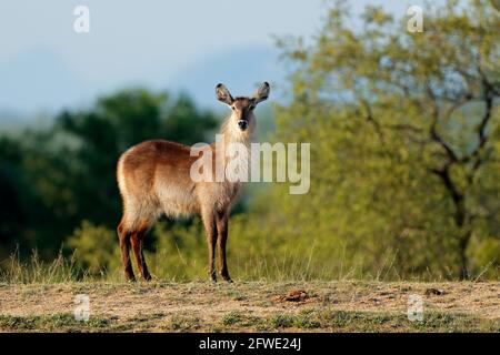 Weiblicher Wasserbock (Kobus ellipsiprymnus) in natürlichem Lebensraum, Kruger Nationalpark, Südafrika Stockfoto