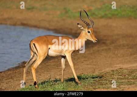 Männliche Impala-Antilopen (Aepyceros melampus) in natürlichem Lebensraum, Kruger-Nationalpark, Südafrika Stockfoto