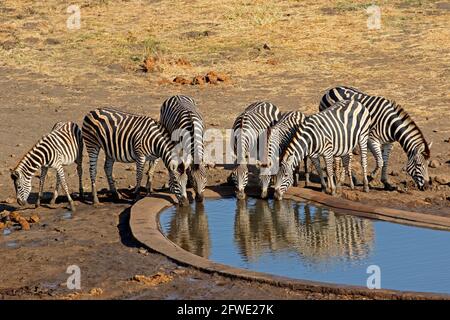 Plains Zebras (Equus burchelli) Trinkwasser an einem künstlichen Wasserloch, Kruger National Park, Südafrika Stockfoto