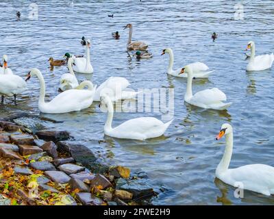 Nahaufnahme der weißen Schwäne am Fluss. Stockfoto