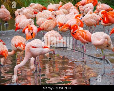 Gruppenvögel von rosa Flamingos an einem sonnigen Tag zu Fuß Stockfoto