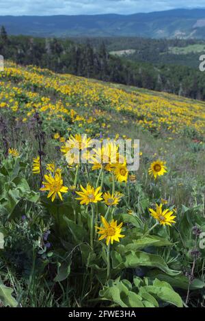 Im Tom McCall Nature Preserve in Mosier, Oregon, ist der Boden entlang der Columbia River Gorge mit gelben Balsamroot-Wildblumen bedeckt. Stockfoto