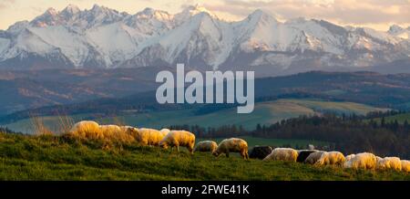 Eine Herde von Schafen grasen auf einer Bergwiese vor dem Hintergrund der Gipfel bei Sonnenuntergang Pieniny, Polen Stockfoto