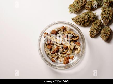 Mikrodosierkonzept. Trocknen Sie Psilocybin-Pilze und Marihuanaknospen im Vorratsglas auf weißem Hintergrund. Psychedelischer Aufenthalt. Hanf Erholung, medizinisch Stockfoto