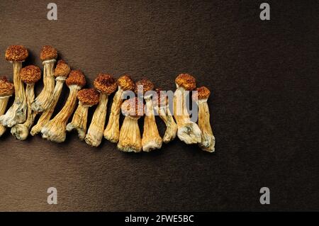 Getrocknetes Psilocybe cubensis auf schwarzem Hinterfransen, flaches Lay. Psilocybin-Pilze in der Reihe. Magie schäume den Goldenen Lehrer, spirituelle Erfahrung. Neu Stockfoto