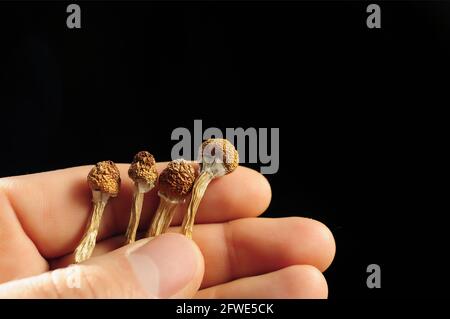 Psilocybin-Pilze in der Hand des Mannes auf schwarzem Hintergrund. Psychedelische Zauberreise. Getrocknete essbare Pilze Golden Teacher. Medizinische Verwendung. Mikrodosierung Konz Stockfoto