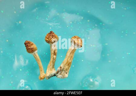 Psilocybin-Pilze auf blauem Hintergrund. Psychedelische Zauberreise, kosmisches Bewusstsein. Getrockneter Psilocybe Cubensis Golden Teacher in Reihe, isoliert, flach Stockfoto