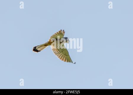 Ein detailreicher Kestrel schwebt vor einem wunderschönen blauen Himmel. Der Greifvogel ist auf der Jagd nach Beute Stockfoto