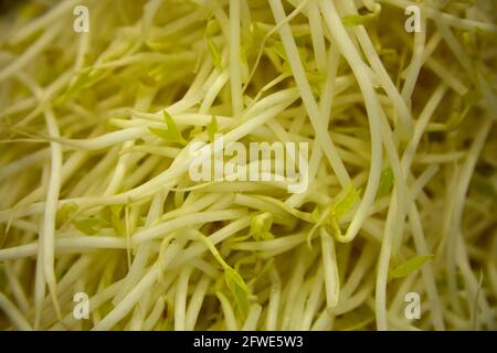 Eine Auswahl an frischen Bohnensprossen an einem Verkaufsstand auf dem Tai Yuen Market in Hongkong. Stockfoto