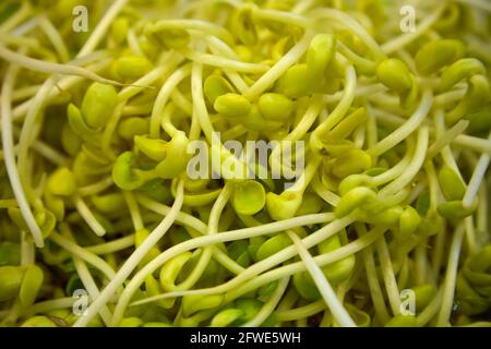 Eine Auswahl an frischen Bohnensprossen an einem Verkaufsstand auf dem Tai Yuen Market in Hongkong. Stockfoto