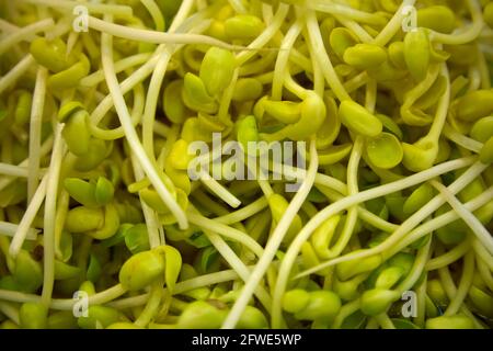 Eine Auswahl an frischen Bohnensprossen an einem Verkaufsstand auf dem Tai Yuen Market in Hongkong. Stockfoto