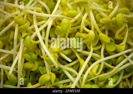 Eine Auswahl an frischen Bohnensprossen an einem Verkaufsstand auf dem Tai Yuen Market in Hongkong. Stockfoto