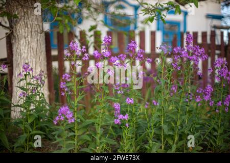Lila Blüten wachsen in der Nähe von alten Pfostenzaun. Ländliches Haus und in verschwommenem Hintergrund. Stockfoto