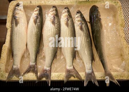 Frischer Fisch zum Verkauf an einem Verkaufsstand auf dem Tai Yuen Markt in Hongkong. Stockfoto