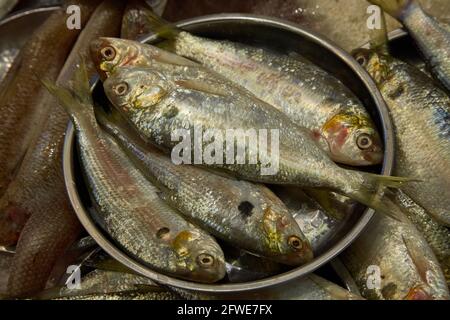 Frischer Fisch für den Tai Yuen Markt sale.in in Hongkong. Stockfoto