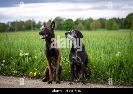 Hundefreunde, ein belgischer Schäferhund (Malinois) und ein alter Mischlingshund Stockfoto