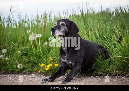 Alter schwarzer Mischlingshund Stockfoto