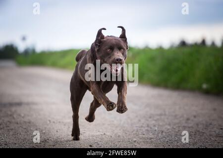 Labrador Retriever Stockfoto