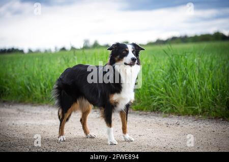 Australian Shepherd Stockfoto