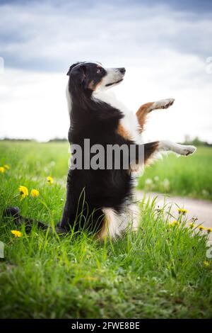 Australian Shepherd macht Tricks Stockfoto