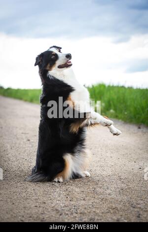 Australian Shepherd macht Tricks Stockfoto