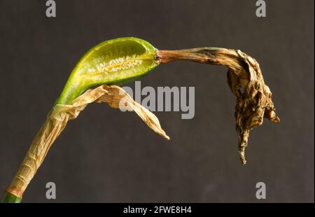 Der Eierstock des Daffodil schwillt an, nachdem die Blume verdorrt ist. Samen entwickeln sich in dem Fall, aber in vielen Hybridsorten bleiben die Samen unfruchtbar Stockfoto